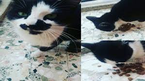 Balikesir Kedi Sahiplendirme Ucretsiz Kedi Sahiplendirme