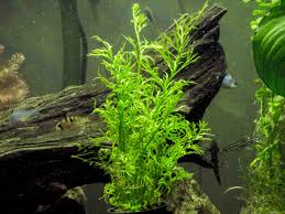 Water Sprite Aka Indian Water Fern Ceratopteris Thalictroides 6 To 8 Inch Tall Bunch By Aquatic Arts Live Aquarium Plants Freshwater Plants Water Ferns