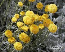 Check spelling or type a new query. Santolina Chamaecyparissus From Burncoose Nurseries