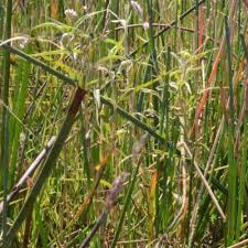 Image result for Persicaria hystricula
