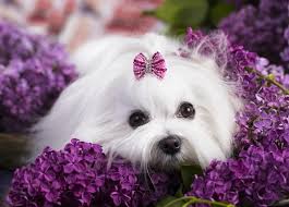 She is a miniature maltese with pedigree papers. 9 Fascinating And Little Known Facts About A Teacup Maltese All Things Dogs All Things Dogs