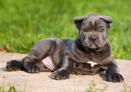 Find italian mastiff breeders close to you in texas using our searchable directory. Cane Corso Puppies