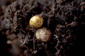 Materials, the properties of which vary depending on the direction inside the pellet. What Are Yellow Balls In The Soil Gardening Landscaping Stack Exchange