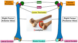 Numbered one through five the bone that sits behind the big toe is no. Femur Bone Anatomy Labeled Diagram Quiz Color Coded Parts Skeletal System Lower Extremity Ezmed