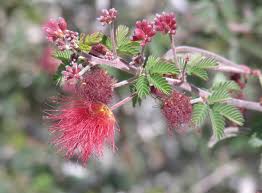 Image result for Calliandra haematocephala