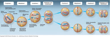 Stages Of Meiosis I And Meiosis Ii