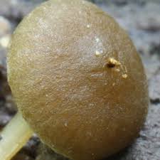 Image result for Simocybe centunculus