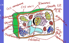 Animal cell coloring answer key. Best Of Plant Cell Coloring Biology Corner Sugar And Spice