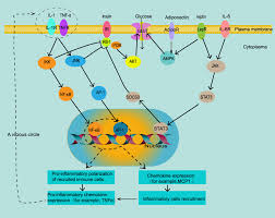 The article below shows how to convert grams to calories and how many calories there are in a gram of carbohydrate, protein, fat, and alcohol. Characterization And Treatment Of Inflammation And Insulin Resistance Dmso