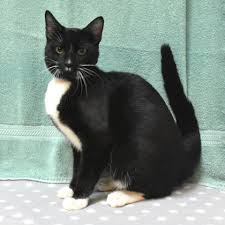 Each fetch dog has their own story to share with the world. Multiple Wisconsin Humane Societies Waiving Adult Cat Adoption Fees In July Local News I Racine County Eye Racine Wisconsin