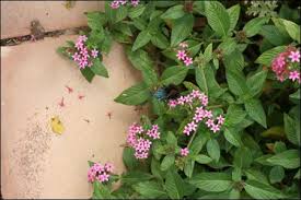 Image result for Pentas longiflora