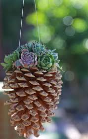 Hanging Pine Cone Succulent Planter Pot A Plante Grasse Cactus Et Plantes Succulentes Et Succulentes Interieur