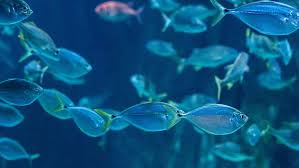Pengertian ikan (pisces) oleh samhis setiawan diposting pada 1 maret 2021 pengertian ikan, pisces, ciri, jenis, klasifikasi dan contoh : Mengetahui Lebih Dalam Tentang Ciri Ciri Ikan Klasifikasi Dan Habitatnya Mjw Seafood