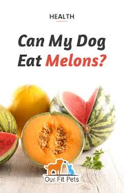 The answer is yes, with a couple of precautions. Can My Dog Eat Melons Our Fit Pets Dog Eating Can Dogs Eat Melon