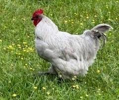 Family Built Chicken Coop