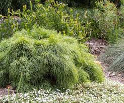 We did not find results for: Acacia Limelight How To Grow This Dwarf Acacia Cognata Australian House And Garden
