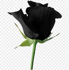 The color yellow can be represented as a soft pastel aesthetic or as a bright and … Black Goth Tumblr Aesthetic Rose Flower Png Goth Flowers Roses Black Tumblr Png Image With Transparent Background Toppng