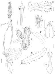 Image result for Manniella gustavi