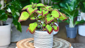 Image result for Coleus tetragonus