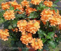 Check spelling or type a new query. 64 Fl Shade Plants Ideas Shade Plants Plants Shade Garden