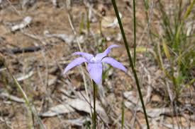 Image result for Wahlenbergia capitata