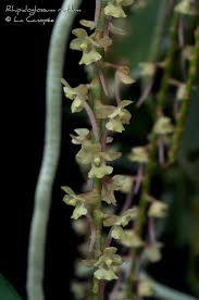 Image result for Rhipidoglossum