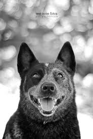Australian Cattle Dog Black And White Wet Nose Fotos Austrailian Cattle Dog Aussie Cattle Dog Blue Heeler Dogs