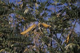 Image result for Tephrosia vogelii