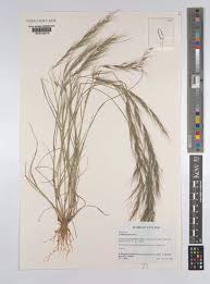 Image result for Aristida effusa