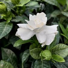 Image result for Theaceae