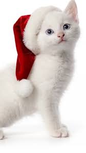 Christmas cat wallpaper android phone. Christmas Spirit The Iphone Ios7 Retina Wallpaper I Like Christmas Cats Christmas Animals Kittens