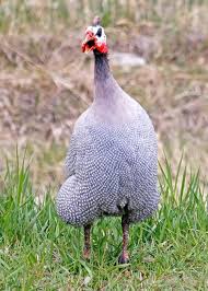Guinea Fowl Birds That Look Like Turkeys Pin On Montana Birds