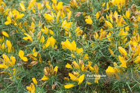 Peonies bloom in late spring. Photo For Sale Gorse Ulex Bush With Yellow Flowers Uk Paul Maguire