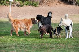 Puppy socialization begins with the breeder and continues with you. Dog Interactions How To Find The Best Puppy Socialization Classes The Dog Institute Online Dog Training Tips And Good Practices