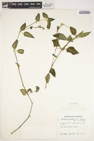 Image result for Pycreus macranthus