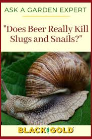 There are many ways to control, prevent and get rid of snails and slugs in your home and garden. Pin On Ask A Garden Expert Q A