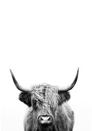 Fluffy cow design resources · high quality aesthetic backgrounds and wallpapers, vector illustrations, photos, pngs, mockups, templates and art. Highland Cow Print Black And White Home Decor Wall Art Etsy Highland Cow Print Cow Print Wallpaper Cow Wallpaper