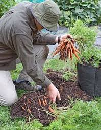How to grow carrots from carrot tops Grow Carrots In A Pot Gardener S Supply