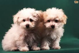 Find the perfect bolognese puppy for sale at puppyfind.com. Some More Information About The Bolognese Dog Breed Pets4homes