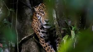 238 likes · 2 talking about this · 6 were here. Pakt Von Leticia Unterzeichnet Amazonas Staaten Bekennen Sich Zum Schutz Ihres Erbes Zdfheute