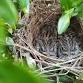 BREEDING BIRD WALK