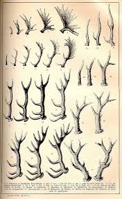 Antler Growth Chart Art Antlers Animal Drawings