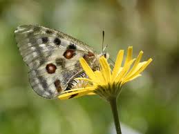 Image result for Parnassius apollo