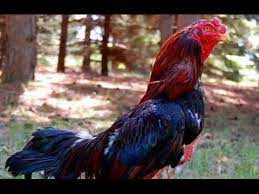Pertandingan sabung ayam s128 tanpa penonton karena corona virus. Ayam Bangkok Vietnam Dan Kelebihannya Youtube