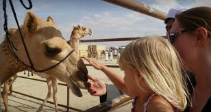 Camel races are held regularly in all gulf countries and attended by top officials and sheikhs but they are suspended in summer because of the heat. Meet The Angloinfo Expat Of The Week Expat Of The Week Blogs