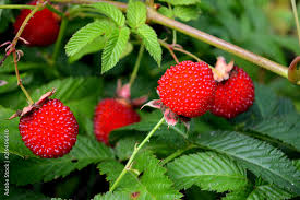Image result for Rubus rosifolius