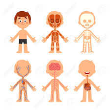 cartoon boy body anatomy human biology systems anatomical chart