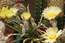 Image result for Nesaea sarcophylla