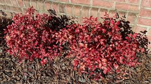Leaves of the evergreen shrub are larger than most other varieties of nandina and are bright lime green when new. Firepower Nandina For Sale Compare Best Prices Top Nurseries