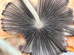 Image result for Coprinus sp.